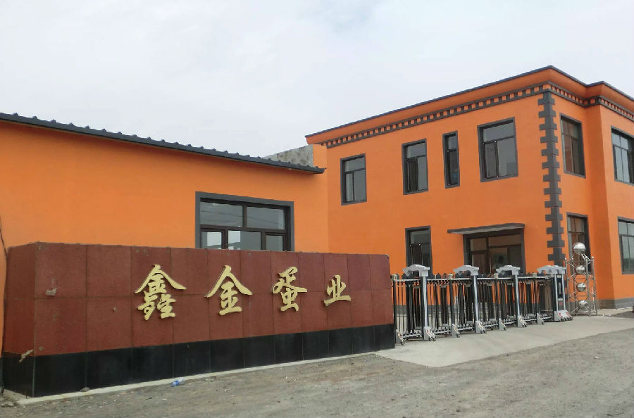 遼陽鑫金——飼養(yǎng)金定鴨，富了咱農(nóng)家！