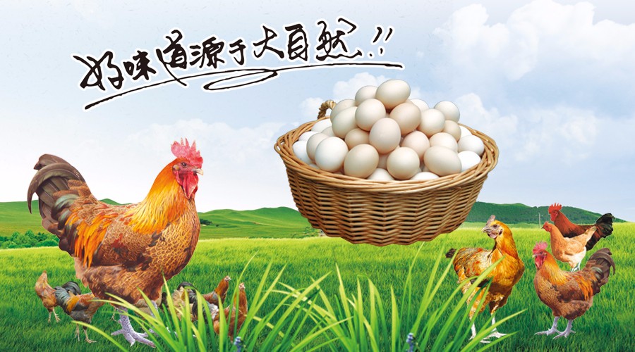 新型蛋雞散養(yǎng)集成系統(tǒng)，讓傳統(tǒng)散養(yǎng)插上科技的翅膀