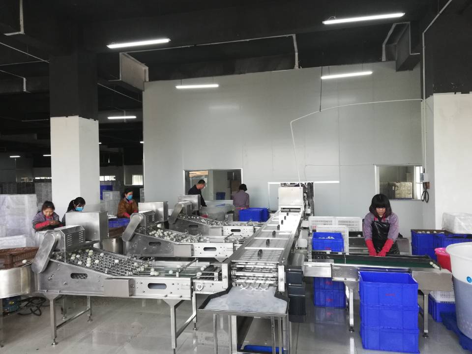 振野蛋品裂痕檢測(cè)分級(jí)機(jī)之福建閩生源使用現(xiàn)場(chǎng)